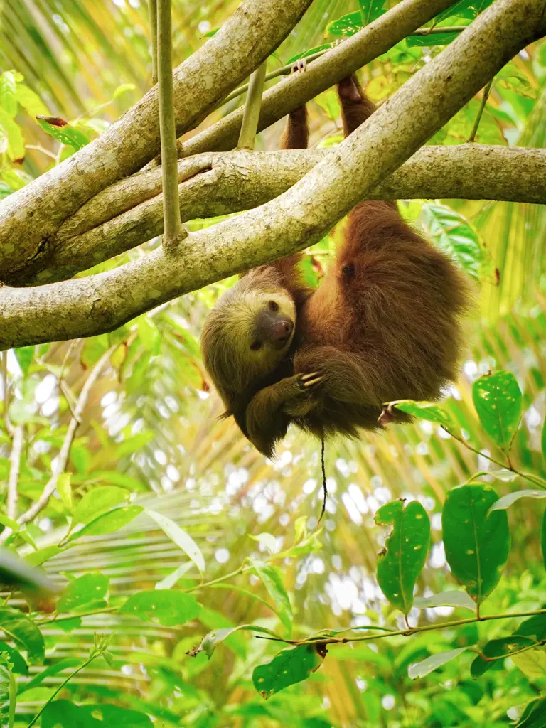 Familienabenteuer mit dem Mietwagen in Costa Rica
